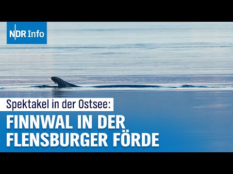 Großer Wal in der Flensburger Förde sorgt für Aufsehen | NDR Info