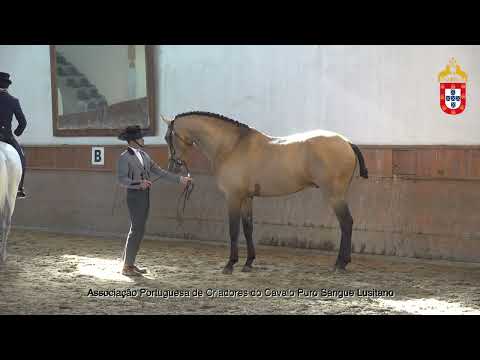 230128 16 Neptuno do MT - Aprovação de Garanhões