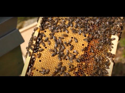 Att svärma eller inte svärma – det är frågan. Kontroll av bikupan & utskärning av drönaryngel.