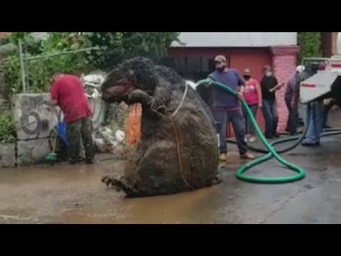 'Giant Rat' found in sewer drain