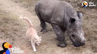 Cat and Baby Rhino are Best Friends | The Dodo Odd Couples by The Dodo