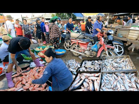 Amazing ! Largest Fish Wholesale Distribution Site in The Country - Lively Fish, Lobsters & More