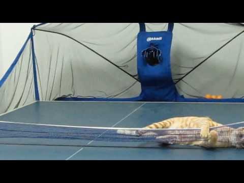 VIDEO! Ghem, set şi meci! O pisicuţă joacă tenis ca un profesionist