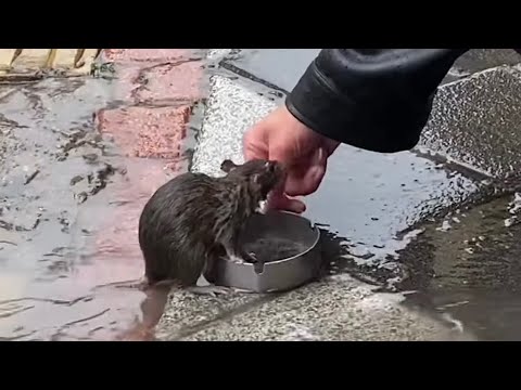 Bartın’da Vatandaşlar su dolan mazgaldan çıkan fareyi besledi🐀