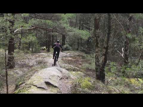 Melody of a fallen tree