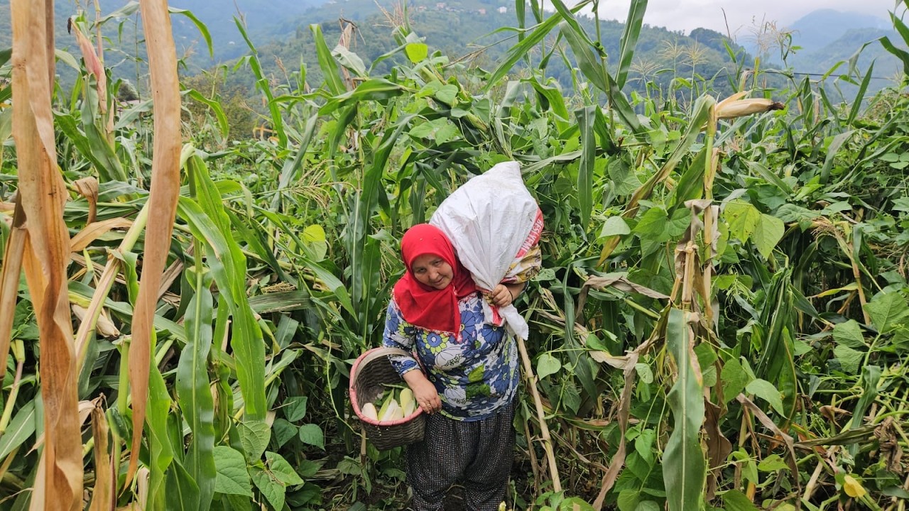 ‼️BABA TOPRAĞINDA TOPRAĞIN BEREKETİ 🌽🌱MISIR KIRDIM, FASULYE TOPLADIM…GÜZ İŞLERİ BAŞLADI 🍂‼️