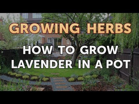 How to Divide Lavender Plants