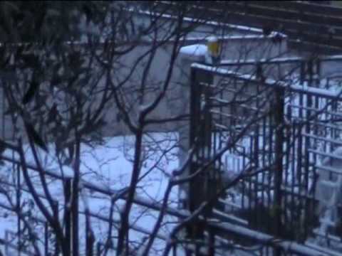 Nevicata Cormòns 19 . 12 . 2009