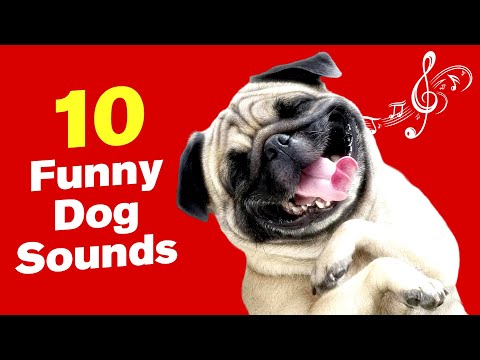 10 Funny Dog Sounds That Get ATTENTION! 😂🐶