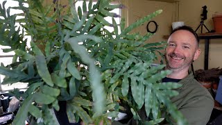 Why People Keep Killing Their Blue Star Fern...