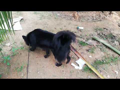 walking with black girl vindy 05/02/2020