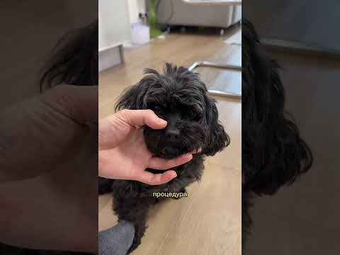 посмотрите в каком состоянии бывший вернул собаку 🥺