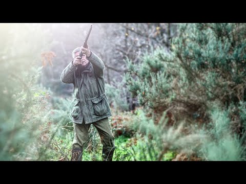 Wild Pheasant Shooting in UK