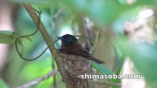 繁殖期中盤　アカショウビン、サンコウチョウ、リュウキュウコノハズク、アオバズク(動画あり)