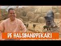 Het is geen varken, maar wat is het wel? | DierenpraatTV