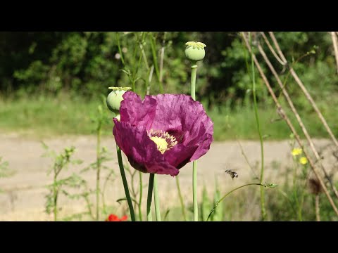 Adormidera -  Papaver somniferum  (Amapola del opio) | ¿De dónde sale el opio?