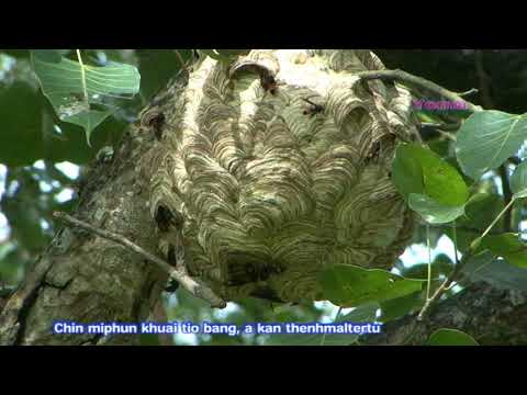 Chinram Caah Chinmi || Ramhla - Mercy Ha Ling Awi