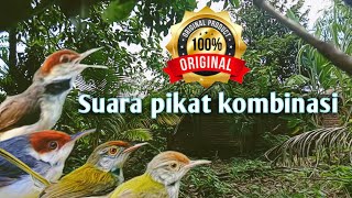 Download lagu SUARA PIKAT AMPUH prenjak lumut kombinasi suara prenjak coki/cinenen mp3 Download lagu SUARA PIKAT AMPUH prenjak lumut kombinasi suara prenjak coki/cinenen mp3