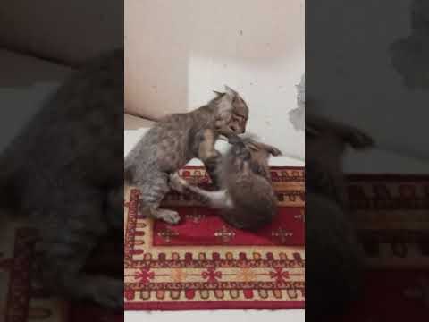 cat masti swayam ane somya