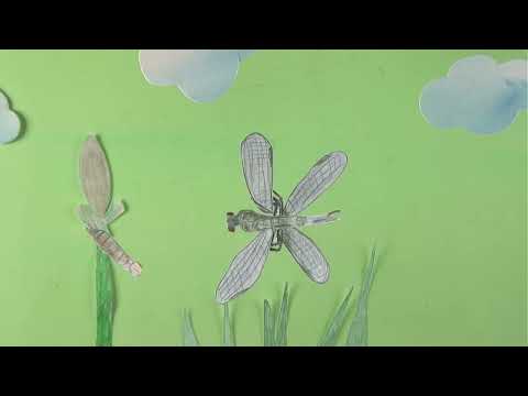 Die Libelle - Ein Erklär-Trickfilm