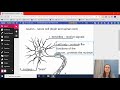 Labeling A Neuron