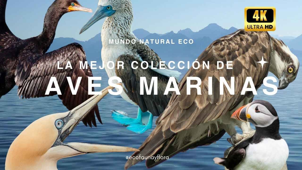 COLECCIÓN DE AVES MARINAS Más Fascinantes 🦅🌊 | Curiosidades que No Conocías - 4K  UHD