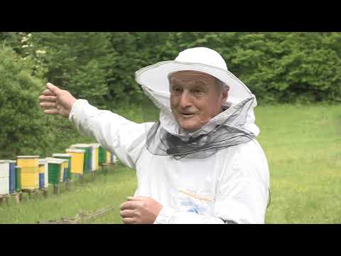 Boja meda ep.65 04.06.2019. - Italijanska pčela, nagon za rojenjem...