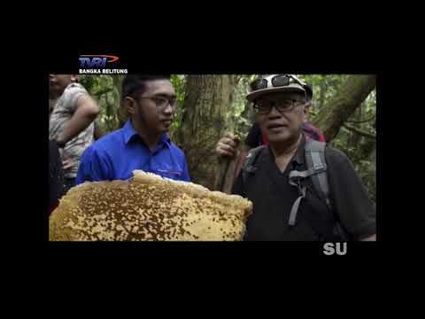 DESAKU MADU HUTAN PELAWAN NAMANG