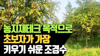 농지재테크 목적으로 초보자가 가장 키우기 쉬운 조경수 |…