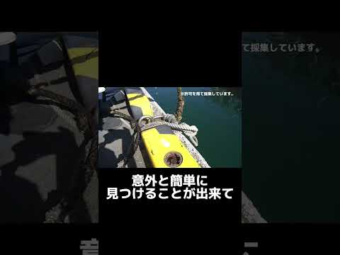 #Shorts ホヤ研究って何なの？！ーあなたの知らないホヤの世界ー【博士学生・研究 紹介】