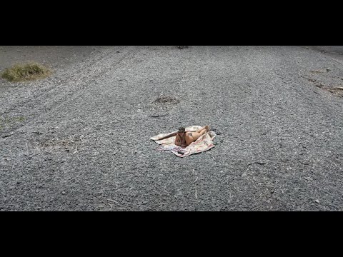 Rarangi - Blenheim - South Island - New Zealand