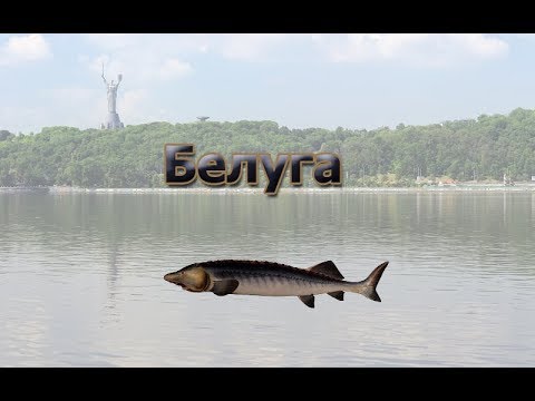 Русская Рыбалка 3.99 (Russian Fishing) Белуга черноморская на Днепр-Киев