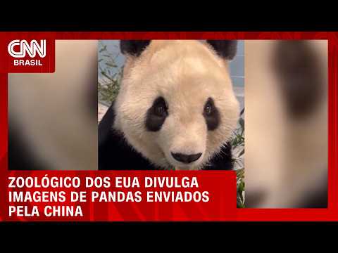 Zoológico dos EUA divulga primeiras imagens de panda enviado pela China; veja | CNN BRASIL