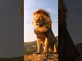 Sheran De Shikar Sab Karde Song Status
