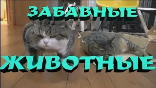 Смешные животные.Куб.