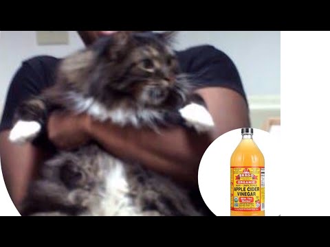 Apple Cider Vinegar can heal your sick dog or cat