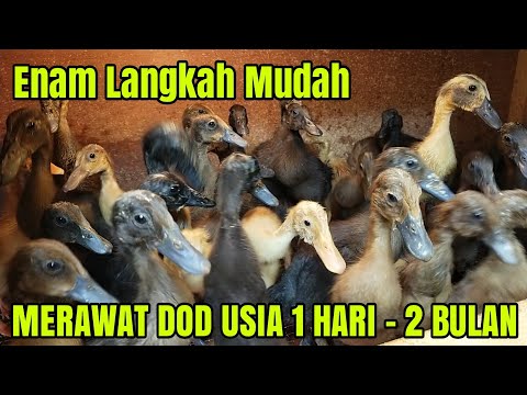 , title : 'Cara Merawat Anak Bebek Umur 1 - 30 Hari'