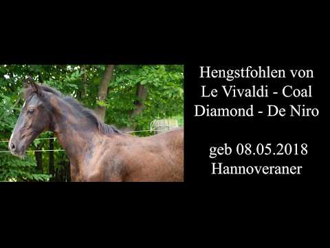 Hengstfohlen von Le Vivaldi - Coal Dimond - De Niro *2018