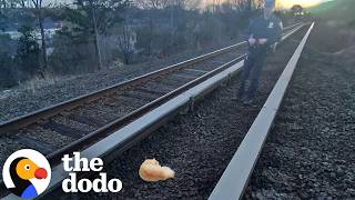 Injured Cat Saved From The Middle Of Train Tracks | The Dodo
