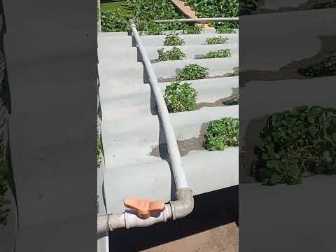 horta urbana na cidade de terra boa Pr