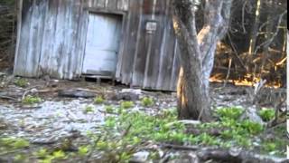 The Wolfhounds - The Anti◦Midas Touch