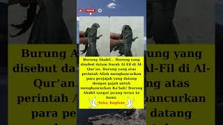Download lagu 🤲 Burung Ababil yang disebut dalam Surah Al-Fil. #shortvideo #edukasi #masukberanda #quotes #fyp mp3