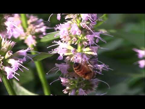 アガスタッシュ「ブルーフォーチュン」 植物