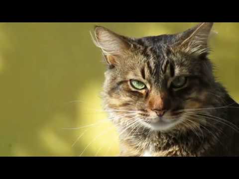 Шариат ва табиат