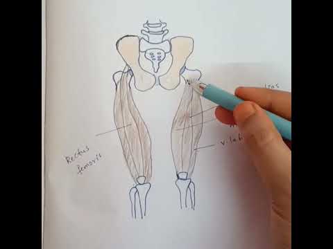 Quadriceps anatomy