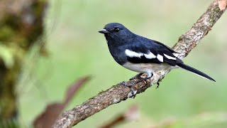 Download lagu Suara burung kacer di alam jernih durasi panjang mp3 Download lagu Suara burung kacer di alam jernih durasi panjang mp3