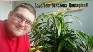 How to Revive a Sick Dracaena