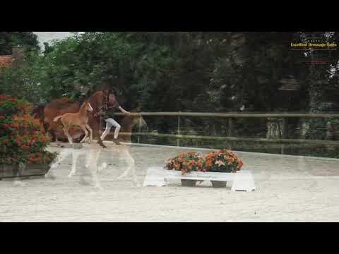 Prince William (v. Fürst Wilhelm)