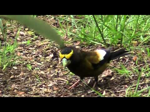 Evening Grosbeaks