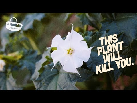 Thornapple in the UK: Identifying Datura stramonium 💀 (Deadly Poisonous Plant Warning)